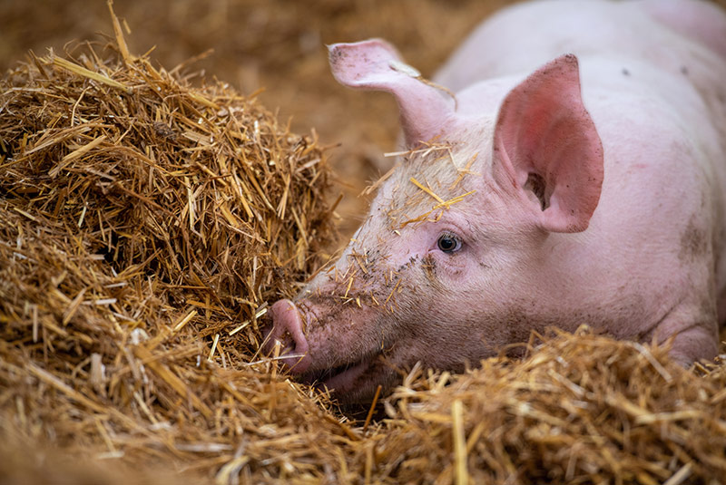 Sous le porche : boucherie à la ferme